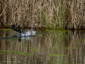 Gallineta Comun - Gallinula chloropus - Polla d'aigua comuna