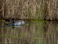 Gallineta Comun - Gallinula chloropus - Polla d'aigua comuna