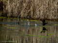 Gallineta Comun - Gallinula chloropus - Polla d'aigua comuna