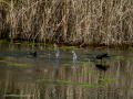 Gallineta Comun - Gallinula chloropus - Polla d'aigua comuna
