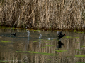 Gallineta Comun - Gallinula chloropus - Polla d'aigua comuna