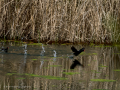 Gallineta Comun - Gallinula chloropus - Polla d'aigua comuna