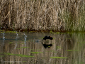 Gallineta Comun - Gallinula chloropus - Polla d'aigua comuna