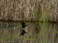 Gallineta Comun - Gallinula chloropus - Polla d'aigua comuna