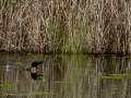Gallineta Comun - Gallinula chloropus - Polla d'aigua comuna
