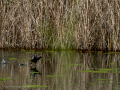 Gallineta Comun - Gallinula chloropus - Polla d'aigua comuna