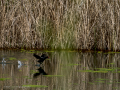 Gallineta Comun - Gallinula chloropus - Polla d'aigua comuna