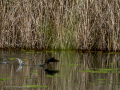 Gallineta Comun - Gallinula chloropus - Polla d'aigua comuna