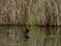 Gallineta Comun - Gallinula chloropus - Polla d'aigua comuna