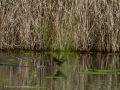 Gallineta Comun - Gallinula chloropus - Polla d'aigua comuna