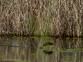 Gallineta Comun - Gallinula chloropus - Polla d'aigua comuna