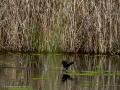 Gallineta Comun - Gallinula chloropus - Polla d'aigua comuna