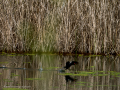 Gallineta Comun - Gallinula chloropus - Polla d'aigua comuna