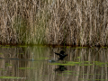 Gallineta Comun - Gallinula chloropus - Polla d'aigua comuna