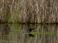 Gallineta Comun - Gallinula chloropus - Polla d'aigua comuna