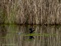 Gallineta Comun - Gallinula chloropus - Polla d'aigua comuna