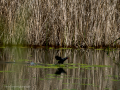 Gallineta Comun - Gallinula chloropus - Polla d'aigua comuna