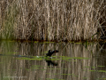 Gallineta Comun - Gallinula chloropus - Polla d'aigua comuna