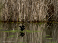 Gallineta Comun - Gallinula chloropus - Polla d'aigua comuna