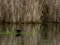 Gallineta Comun - Gallinula chloropus - Polla d'aigua comuna