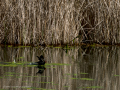 Gallineta Comun - Gallinula chloropus - Polla d'aigua comuna