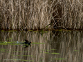 Gallineta Comun - Gallinula chloropus - Polla d'aigua comuna