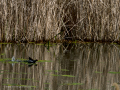 Gallineta Comun - Gallinula chloropus - Polla d'aigua comuna