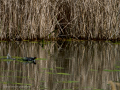 Gallineta Comun - Gallinula chloropus - Polla d'aigua comuna