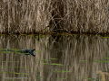 Gallineta Comun - Gallinula chloropus - Polla d'aigua comuna