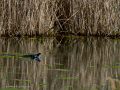 Gallineta Comun - Gallinula chloropus - Polla d'aigua comuna