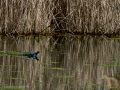 Gallineta Comun - Gallinula chloropus - Polla d'aigua comuna