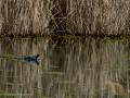 Gallineta Comun - Gallinula chloropus - Polla d'aigua comuna