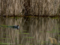 Gallineta Comun - Gallinula chloropus - Polla d'aigua comuna