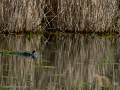 Gallineta Comun - Gallinula chloropus - Polla d'aigua comuna