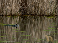 Gallineta Comun - Gallinula chloropus - Polla d'aigua comuna