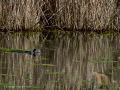 Gallineta Comun - Gallinula chloropus - Polla d'aigua comuna