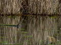 Gallineta Comun - Gallinula chloropus - Polla d'aigua comuna