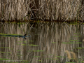 Gallineta Comun - Gallinula chloropus - Polla d'aigua comuna