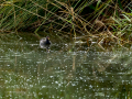 Gallineta Comun - Gallinula chloropus - Polla d'aigua comuna