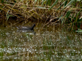 Gallineta Comun - Gallinula chloropus - Polla d'aigua comuna
