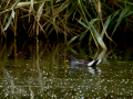 Gallineta Comun - Gallinula chloropus - Polla d'aigua comuna