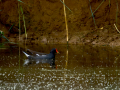 Gallineta Comun - Gallinula chloropus - Polla d'aigua comuna