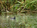 Gallineta Comun - Gallinula chloropus - Polla d'aigua comuna