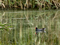Gallineta Comun - Gallinula chloropus - Polla d'aigua comuna