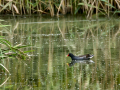 Gallineta Comun - Gallinula chloropus - Polla d'aigua comuna
