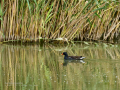 Gallineta Comun - Gallinula chloropus - Polla d'aigua comuna