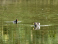 Gallineta Comun - Gallinula chloropus - Polla d'aigua comuna