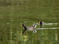 Gallineta Comun - Gallinula chloropus - Polla d'aigua comuna