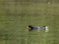 Gallineta Comun - Gallinula chloropus - Polla d'aigua comuna