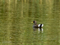 Gallineta Comun - Gallinula chloropus - Polla d'aigua comuna